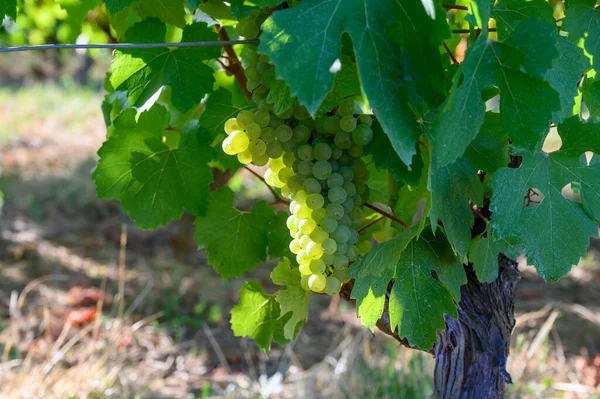フランスのジュラ地方の丘の上に位置する緑のブドウ畑 収穫する準備ができて白いサバンナブドウと白と特別な6月のワインを作る クローズアップ — ストック写真
