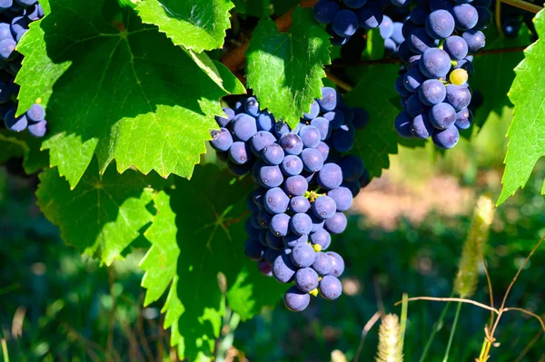 Zöld Szőlőültetvények Található Dombok Jura Francia Régió Piros Pinot Noir — Stock Fotó