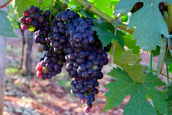 Uvas Vermelhas Maduras Que Crescem Vinhas Campânia Sul Itália Usadas — Fotografia de Stock