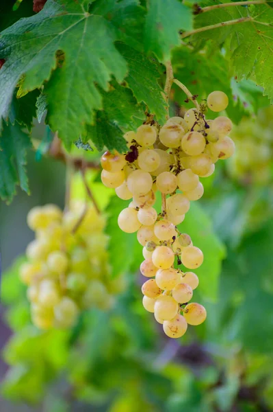 Dojrzałe Białe Winogrona Rosnące Winnicach Kampanii Południu Włoch Używane Produkcji — Zdjęcie stockowe