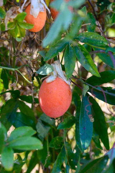 成熟的粉红色异国情调水果挂在植物上 准备收获 — 图库照片