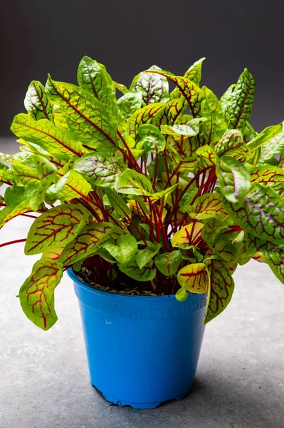 Kan doru bitkisinin organik renkli yaprakları.