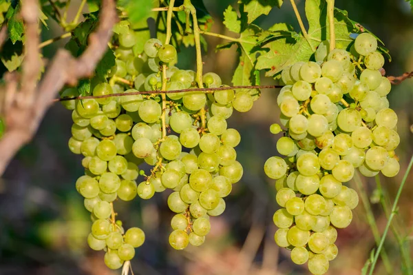 Dojrzałe Białe Winogrona Rosnące Winnicach Kampanii Południu Włoch Używane Produkcji — Zdjęcie stockowe