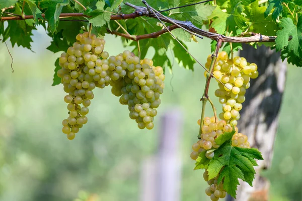 Uvas Brancas Maduras Que Crescem Vinhas Campânia Sul Itália Usadas — Fotografia de Stock