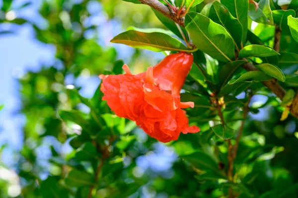 Red flowers of green pomegranate tree in summer — Stock Image Red Flowers Green Pomegranate Tree Summer Stock Photo