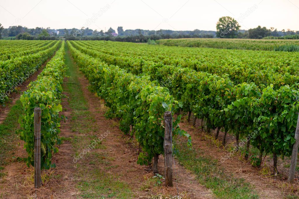 Rows with green grape plants on vineyards in Campania, South of Italy