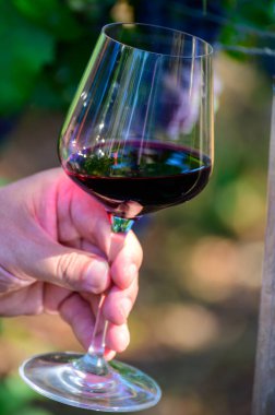 Profesyonel şarap tatma, kırmızı şaraplı bardak ve yazın Lazio, İtalya 'daki üzüm bağlarında olgunlaşmış üzüm.