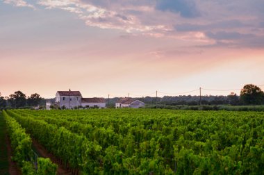 İtalya 'nın güneyindeki Campania' da üzüm bağlarında yeşil üzüm bitkileri olan sıralar.
