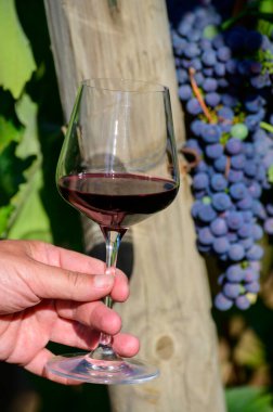 Profesyonel şarap tatma, kırmızı şaraplı bardak ve yazın Lazio, İtalya 'daki üzüm bağlarında olgunlaşmış üzüm.