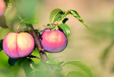 İtalya 'da meyve bahçesinde erik meyveleri olgunlaşır.