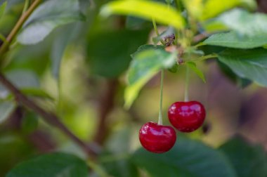 Bahçede olgunlaşmış kırmızı ekşi kiraz hasadı