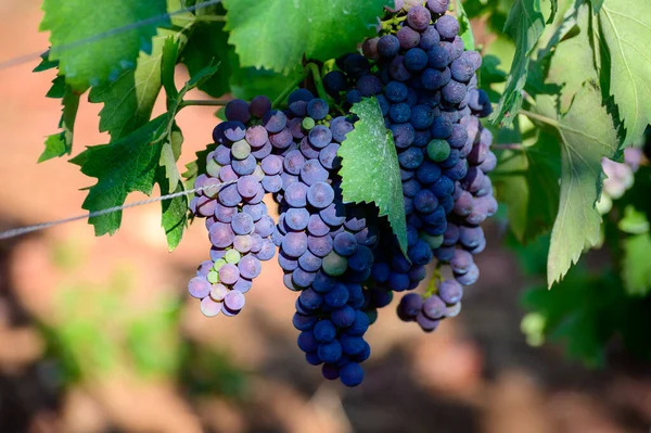 Uvas Vermelhas Maduras Que Crescem Vinhas Campânia Sul Itália Usadas — Fotografia de Stock