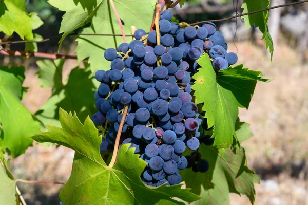 Raisins Rouges Mûrs Poussant Sur Les Vignobles Campanie Dans Sud — Photo