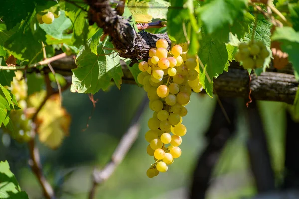 イタリア南部のカンパニアのブドウ畑で栽培されている熟した白いブドウは 白ワインを閉じるために使用されます — ストック写真