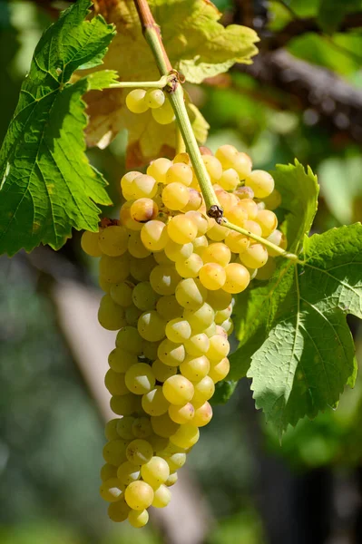 Дозрілий Білий Виноград Росте Виноградниках Кампанії Півдні Італії — стокове фото