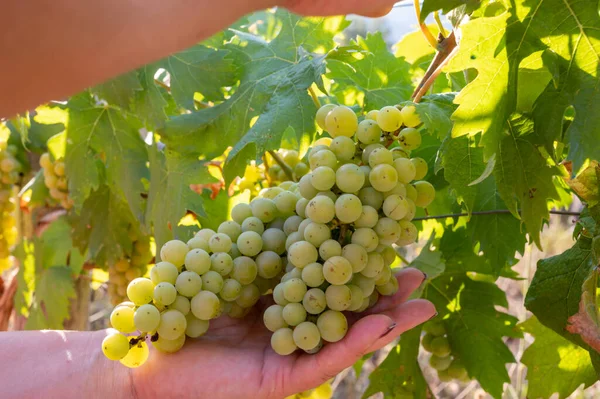 Raisins Blancs Mûrs Poussant Sur Les Vignobles Campanie Dans Sud — Photo