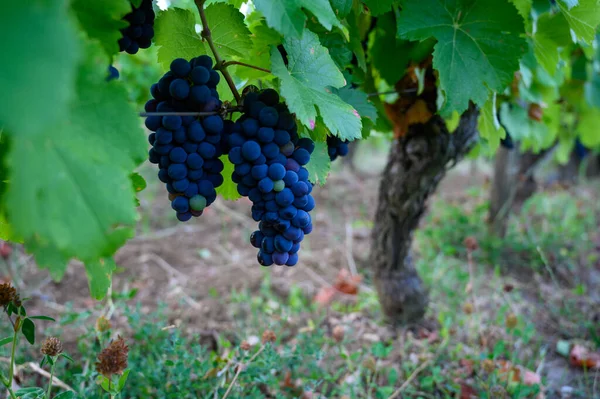Viñedos Verdes Situados Las Colinas Región Francesa Del Jura Pinot — Foto de Stock