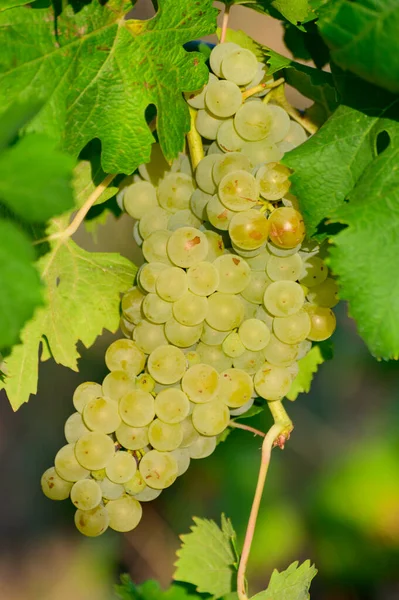 Zralé Bílé Hrozny Rostoucí Vinicích Kampánii Jižní Itálie Používá Pro — Stock fotografie