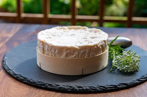 Francia Sajtkollekció Érlelt Camembert Tehéntejsajt Fehér Penésszel Normandiából — Stock Fotó