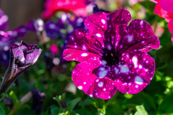 Blüten Der Bunten Constellation Virgo Petunia Pflanze Mit Weißen Punkten — Stockfoto