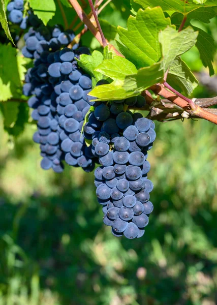 Zöld Szőlőültetvények Található Dombok Jura Francia Régió Piros Pinot Noir — Stock Fotó