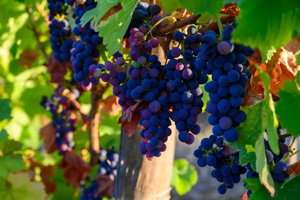 Zöld Szőlőültetvények Található Dombok Jura Francia Régió Piros Pinot Noir — Stock Fotó