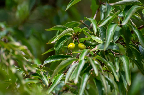 Kolekcja Botaniczna Roślin Ziół Leczniczych Drzewa Dogwood Lub Cornus Officinalis — Zdjęcie stockowe