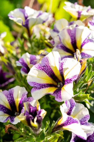 Цветы Цветущего Петуния Завод Фиолетовыми Белыми Полосками Крупным Планом — стоковое фото