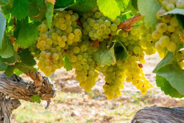 Fransa 'nın güneyindeki Cotes de Provence bölgesindeki üzüm bağlarında toplanmaya hazır gül veya beyaz şarap yapımında kullanılan olgun beyaz şarap üzümleri.