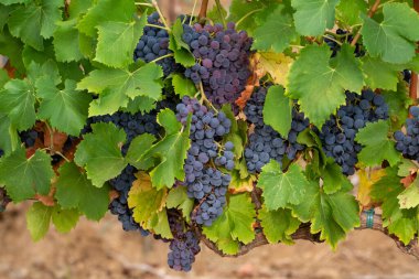 Ripe black or blue syrah wine grapes using for making rose or red wine ready to harvest on vineyards in Cotes  de Provence, region Provence, south of France close up clipart