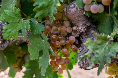 Fransa 'nın güneyindeki Cotes de Provence bölgesindeki üzüm bağlarında toplanmaya hazır gül veya beyaz şarap yapımında kullanılan olgun beyaz şarap üzümleri.