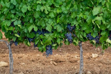 Fransa 'nın güneyindeki Cotes de Provence bölgesindeki üzüm bağlarında toplanmaya hazır gül ya da kırmızı şarap yapımında kullanılan olgun siyah ya da mavi Syrah veya el yapımı şarap üzümleri.