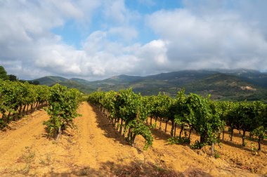 Fransa 'nın güneyinde, Collobrieres, Provence bölgesi yakınlarındaki Cotes de Provence' deki üzüm bağlarında olgun şarap üzümleri, Fransa 'da gül şarabı üretimi.