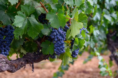 Fransa 'nın güneyindeki Cotes de Provence bölgesindeki üzüm bağlarında toplanmaya hazır gül ya da kırmızı şarap yapımında kullanılan olgun siyah ya da mavi Syrah veya el yapımı şarap üzümleri.