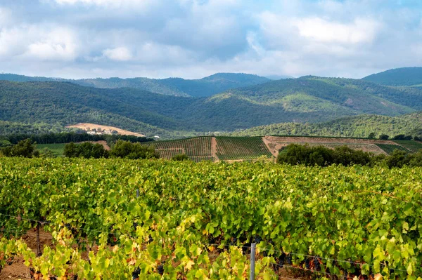 Fileiras Plantas Uvas Vinho Maduras Vinhas Cotes Provence Perto Collobrieres — Fotografia de Stock