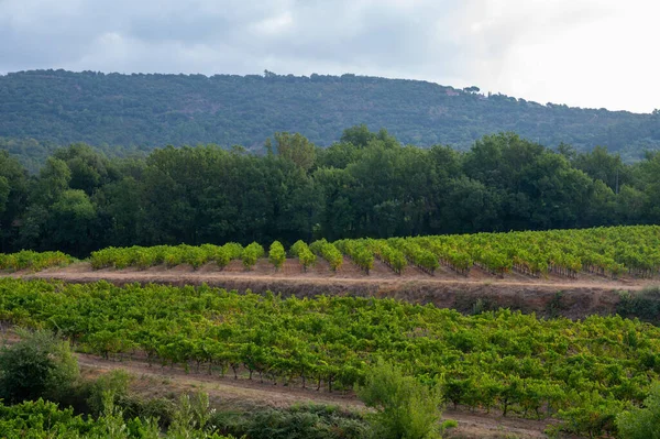 Reihenweise Reifer Weintrauben Auf Weinbergen Cotes Provence Der Nähe Von — Stockfoto