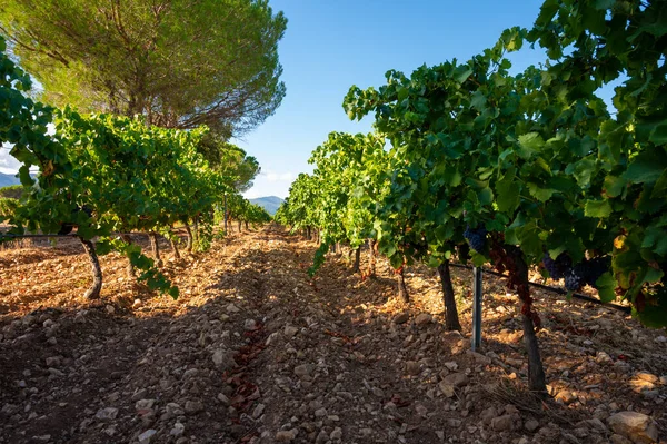 Rows Ripe Grenache Wine Grapes Plants Vineyards Cotes Provence Region — Stock Photo, Image