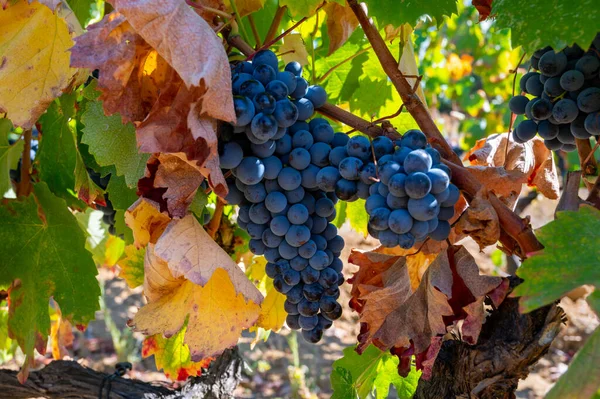 Ώριμα Σταφύλια Μαύρο Μπλε Syrah Κρασί Χρησιμοποιώντας Για Την Παραγωγή — Φωτογραφία Αρχείου