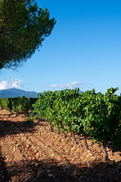 Rows Ripe Grenache Wine Grapes Plants Vineyards Cotes Provence Region — Stock Photo, Image