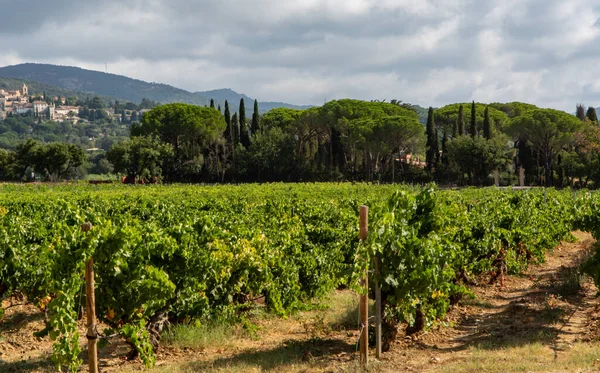 Filas Uvas Vino Maduras Plantas Viñedos Cotes Provence Cerca Grimaud — Foto de Stock