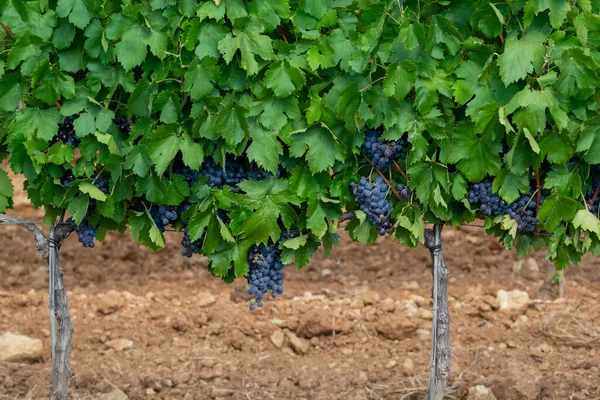Fransa 'nın güneyindeki Cotes de Provence bölgesindeki üzüm bağlarında toplanmaya hazır gül ya da kırmızı şarap yapımında kullanılan olgun siyah ya da mavi Syrah veya el yapımı şarap üzümleri.