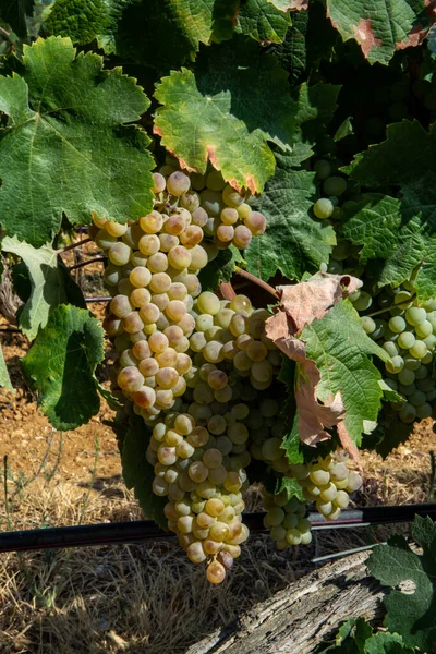 Reife Weißweintrauben Zur Herstellung Von Rosen Oder Weißwein Auf Weinbergen — Stockfoto