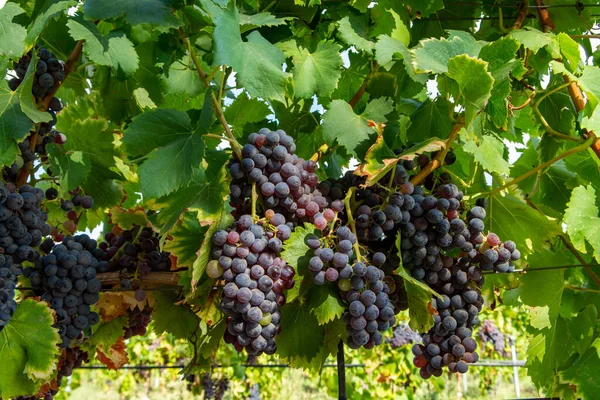 Zralé Černé Nebo Modré Carignan Moštové Hrozny Pro Výrobu Růže — Stock fotografie