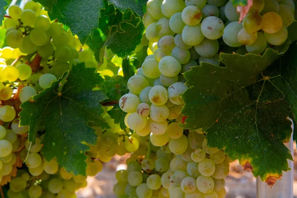 Uvas Vinho Branco Maduro Que Usam Para Fazer Rosa Vinho — Fotografia de Stock