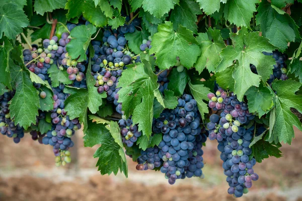 Rijp Zwarte Blauwe Carignan Rouwwijn Druiven Met Behulp Van Voor — Stockfoto