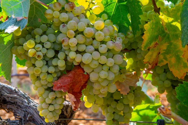 Rijp Witte Wijndruiven Voor Het Maken Van Rosé Witte Wijn — Stockfoto