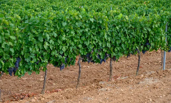 Filari Uve Vino Mature Nei Vigneti Cotes Provence Regione Provenza — Foto Stock
