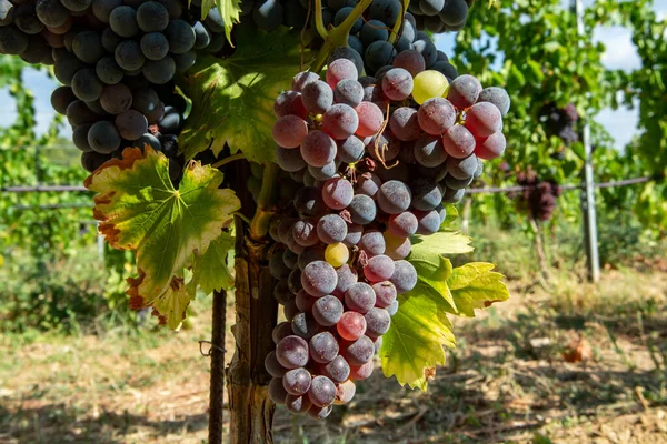 フランス南部のプロヴァンス地方コート プロヴァンスのブドウ畑で収穫する準備ができているバラまたは赤ワインを作るために使用される黒または青のカリニャンワインブドウを熟すクローズアップ — ストック写真