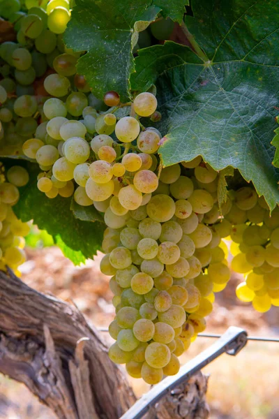 Reife Weißweintrauben Zur Herstellung Von Rosen Oder Weißwein Auf Weinbergen — Stockfoto