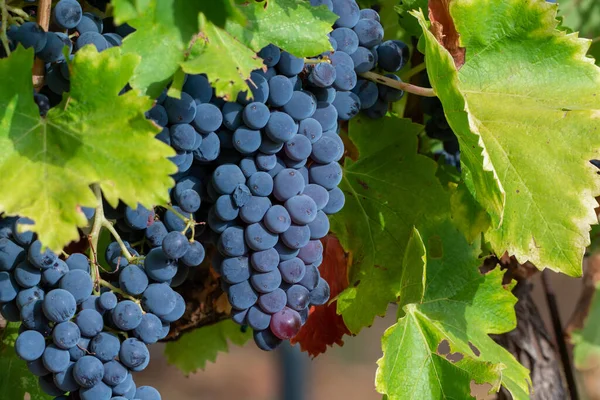 Uvas Maduras Vino Syrah Negro Azul Que Utilizan Para Elaboración — Foto de Stock